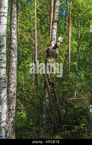 L'uomo rimuove un fungo chaga di betulla. Foto Stock