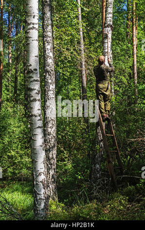 L'uomo rimuove un fungo chaga di betulla. Foto Stock