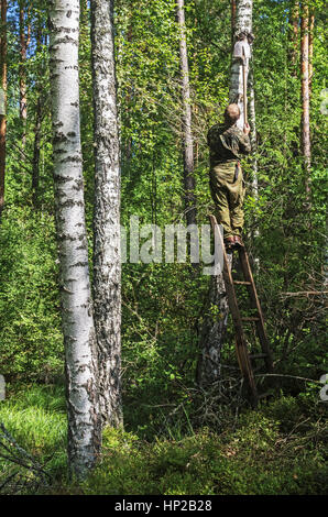 L'uomo rimuove un fungo chaga di betulla. Foto Stock