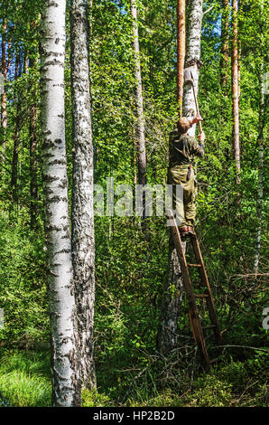 L'uomo rimuove un fungo chaga di betulla. Foto Stock