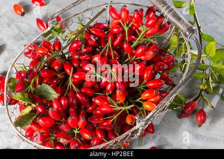 Hagebutten-Ernte in einem Korb, Hunds-Rose, Hundsrose, Heckenrose, Rosa, Wildrose, Früchte, Hagebutte, Hagebutten, Rosa canina, comune radica, Rosa canina Foto Stock