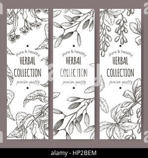 Vettore di tre etichette di tè con tiglio, vischio e crespino Illustrazione Vettoriale