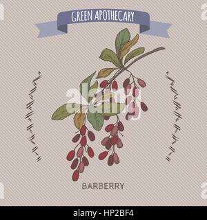 Colore Berberis vulgaris aka Crespino comune sketch. Illustrazione Vettoriale