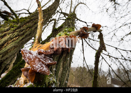 Judasohr, Ohrlappenpilz, Holunderschwamm, Judas-Ohr, Ohrlappen-Pilz, Holunder-Schwamm, Holunderpilz, Mu-Err, Auricularia padiglione auricolare-judae, Hirneola auri Foto Stock