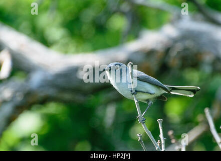 Un colore grigio-blu Gnatcatcher appollaiato ion un ramo Foto Stock