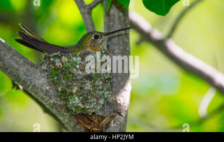 Un ampio-tailed ronzio uccello femmina su un nido Foto Stock