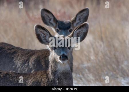 Due Mule Deer fratelli pascolare in un campo in Colorado Foto Stock