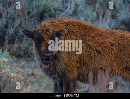 Un colorato Bison pascolo di vitello in pianura Foto Stock