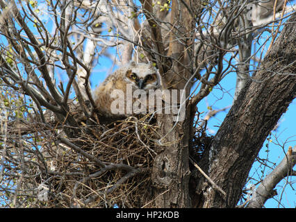 Un grande cornuto Owlet Peeking fuori del nido Foto Stock