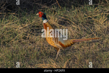 Un bellissimo anello fagiano a collo alto in illuminazione perfetta Foto Stock