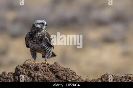 Una bella ruvida zampe Hawk in un tumulo sporco Foto Stock