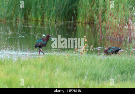 Una bella di fronte bianco-Ibis foraggio per il cibo in un Mudflat Foto Stock