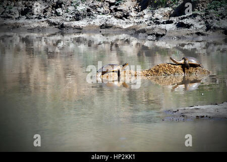 Due tartarughe/tartarughe seduta affacciati su una pietra circondato da acqua contro le rocce Foto Stock