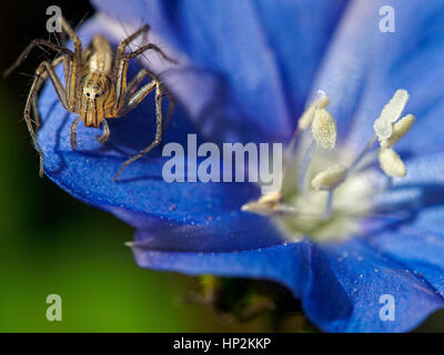 Una piccola crociera su di un petalo di un fiore blu con il bianco antere contro verde sfondo sfocato Foto Stock