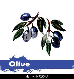 Disegnata a mano di pittura ad acquerello su sfondo bianco. Illustrazione Vettoriale di frutta olive Illustrazione Vettoriale