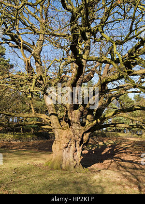 Tangled massa di rami e massiccia tronco della vecchia quercia, Glenfield Lodge Park, Leicestershire, England, Regno Unito Foto Stock
