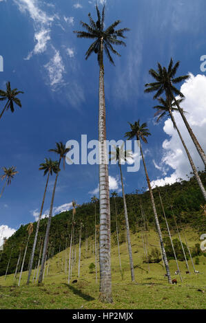 La Colombia, Cocora Valley vicino a Salento ha un incantevole paesaggio di pinies ed eucalipto sovrastato dal famoso palme da cera, Colombias tre nazionali Foto Stock