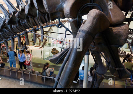 Museo Americano di Storia Naturale, AMNH. Sala dei dinosauri saurischi, New York City, Stati Uniti Foto Stock