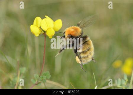 Great Yellow Bumblebee - Bombus distinguendus Foto Stock