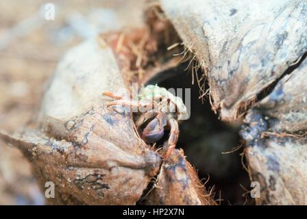 Il Granchio eremita in cocco Foto Stock