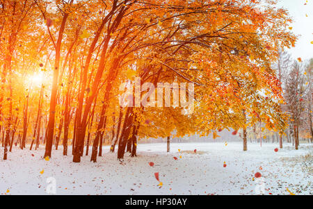 Luce irrompe attraverso le foglie di autunno di alberi Foto Stock