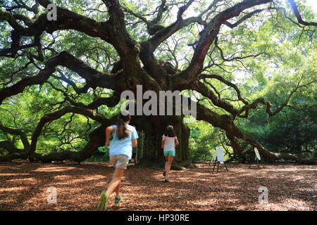 Angelo storica Quercia sull Isola James, Carolina del Sud. Questo Live Oak tree ha enormi rami ed è il più antico albero a est del fiume Mississippi Foto Stock