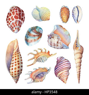 Set di vita subacquea oggetti - illustrazioni delle varie conchiglie tropicali e stelle marine. Disegnata a mano di pittura ad acquerello su sfondo bianco. Foto Stock