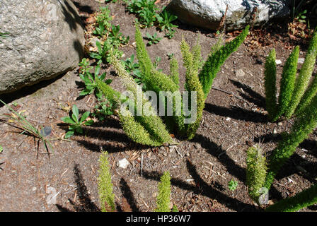 Gli asparagi 'Meyersii' è un rimescolamento, leggermente legnosi impianto, molto compatta, che somiglia cat's tail-come le fronde. Foto Stock