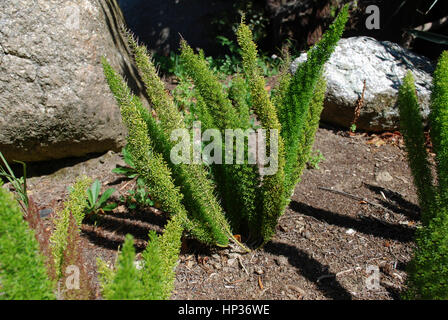 Gli asparagi 'Meyersii' è un rimescolamento, leggermente legnosi impianto, molto compatta, che somiglia cat's tail-come le fronde. Foto Stock