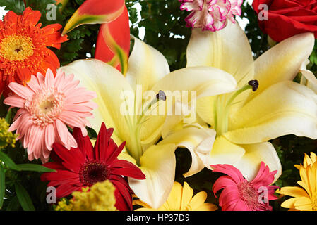 Close up exotic tropical fiori colorati Foto Stock