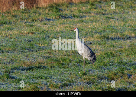 Sandhill gru (Grus canadensis) in piedi in un campo. Foto Stock