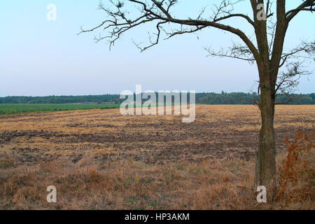 Paesaggio rurale, nel primo piano di un Albero appassito, campo arato, foresta contro il cielo Foto Stock