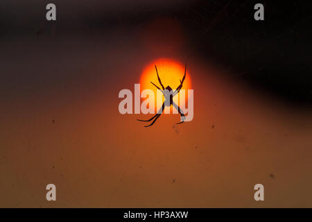 Un close-up della firma spider contro il sole al tramonto in serata, composto nel mezzo del sole Foto Stock