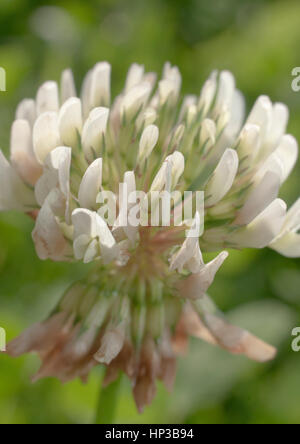 Fiori di trifoglio in tra il fatto di essere in piena fioritura e arrivando alla fine di fiori e di andare a seme. Insetti polline trasferito dopo aver attratto dal nettare. Foto Stock