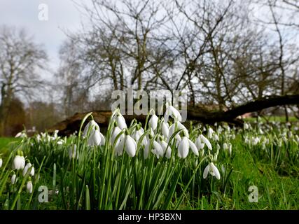 Bucaneve Foto Stock