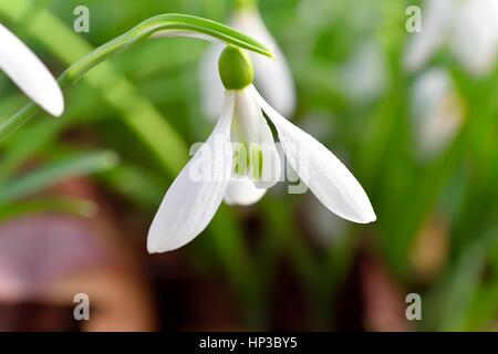 Bucaneve Foto Stock