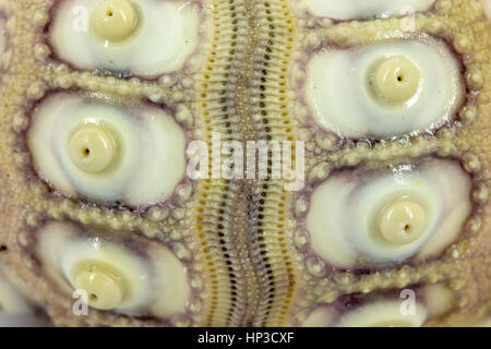 Imperial ricci di mare closeup Foto Stock