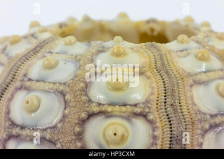 Imperial ricci di mare closeup Foto Stock