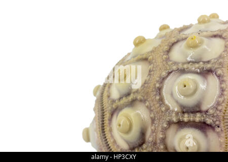 Imperial ricci di mare closeup Foto Stock