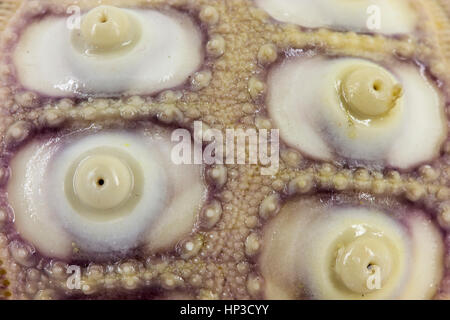 Imperial ricci di mare closeup Foto Stock