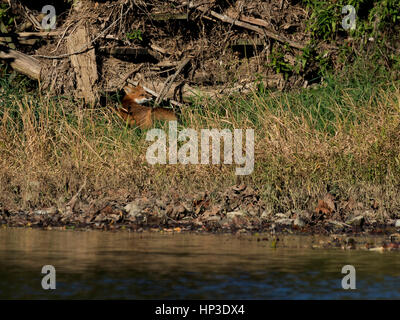 Catturato questo Red Fox lungo la riva della forcella del nord fiume Shenandoah come mi sono seduto di fronte ad esso in camuffamento. Credo che esso abbia un den nelle vicinanze. Foto Stock