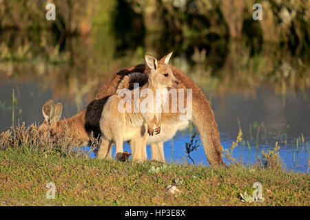 Grigio orientale canguro, (Macropus giganteus), madre con i giovani ad acqua, Wilson promontorio Nationalpark, Victoria, Australia Foto Stock