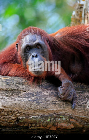 Orang Utan, (Pongo pygmaeus), femmina adulta su albero verticale di riposo, Asia Foto Stock