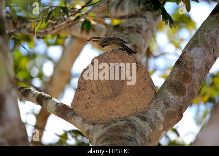 Rufous Hornero, (Furnarius rufus), Adulto presso il nido, Pantanal, Mato Grosso, Brasile, Sud America Foto Stock