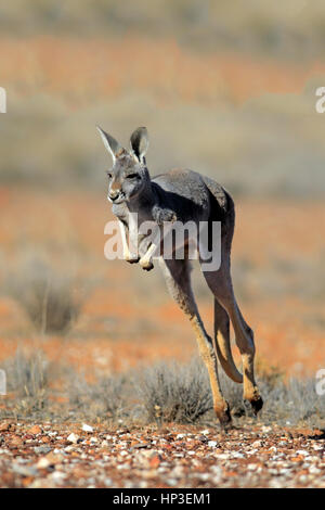 Canguro rosso, (Macropus rufus), femmina adulta jumping, Sturt Nationalpark, Nuovo Galles del Sud, Australia Foto Stock