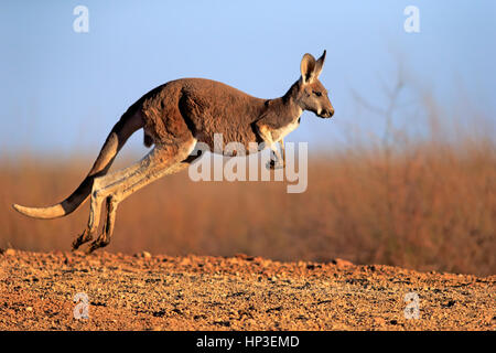 Canguro rosso, (Macropus rufus), Adulto jumping, Sturt Nationalpark, Nuovo Galles del Sud, Australia Foto Stock