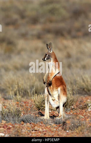 Canguro rosso, (Macropus rufus), maschio adulto alert, Sturt Nationalpark, Nuovo Galles del Sud, Australia, Natura Foto Stock