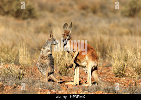 Canguro rosso, (Macropus rufus), madre con i giovani, Sturt Nationalpark, Nuovo Galles del Sud, Australia Foto Stock