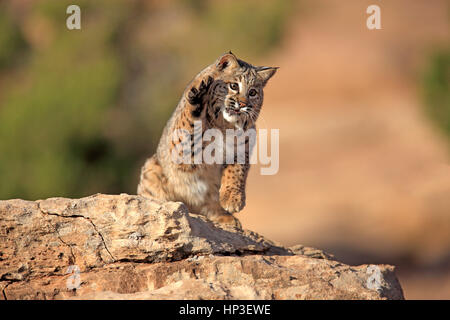 Bobcat, (Lynx rufus), Monument Valley, Utah, Stati Uniti d'America, la caccia per adulti Foto Stock