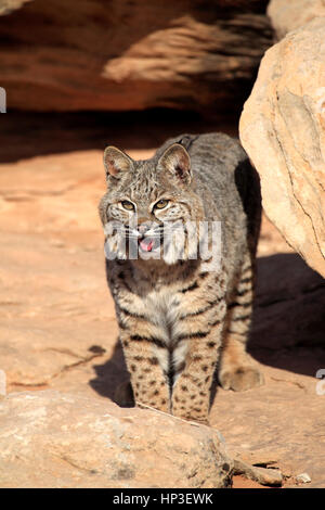 Bobcat, (Lynx rufus), Monument Valley, Utah, Stati Uniti d'America, avviso per adulti Foto Stock